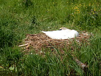 Zwaan op nest!