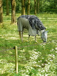 Paard met hippe outfit!