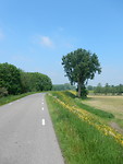 Maasdijk!