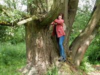 Reusachtige bomen!