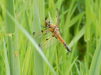Libelle!