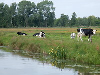 Nieuwsgierige koeien!