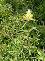 Aparte moerasplanten!