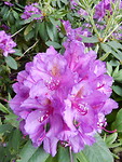 Rododendrons!