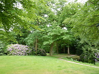 Bloeiende rododendrons!