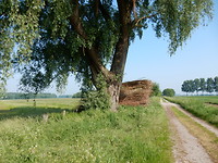 Wilgenhout!