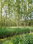 Populierenplantage!