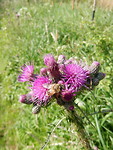 Bij op distel!