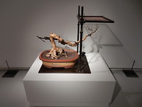 Bonsai by Shen Shaomin!