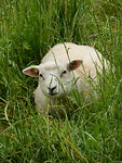 Schaap onder aan de dijk!