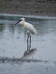 Prachtvogel!