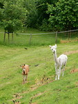Twee nieuwsgierige Alpaca's!