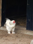 Kip met sokken!