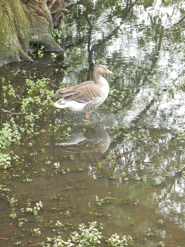 Gans!