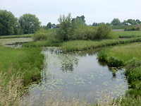 Linge!