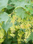 Welke boom is dit?