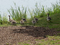 Familie!