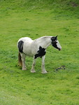Leuk paard!