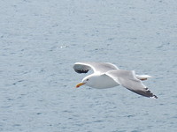 Op zee!