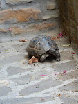 Schildpad wilde ook een ontbijtje!