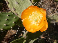 Bloem cactus!