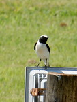 Mooi vogeltje!