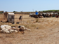 Geschoren schapen!