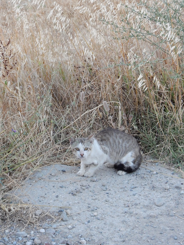 Poes!