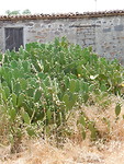Overwoekerd door cactussen!