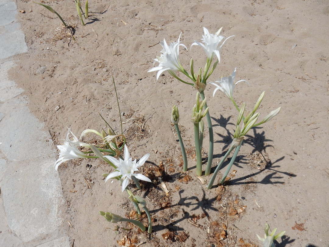 Mooie bloem!