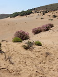 Zandduinen en Oleanderstruiken!