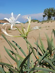 Prachtige witte bloemen op het strand!