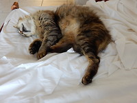 De Tiran Kat!