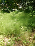 Oeverplanten!