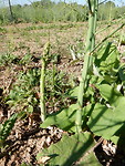 Groene asperges!