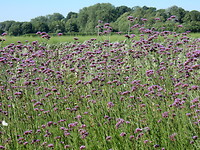 Wilde bloementuin!