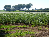 Piepers in bloei!