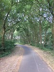 Horrordijk met de eikenbomen!