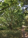 Onder de eikenbomen!