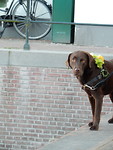 Hippie-Hond wil ook naar huis!