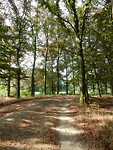 Beukenlaan op het landgoed!