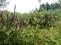 Moerasspirea en Kattestaarten!