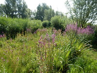 In de heemtuin!
