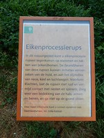 Waarschuwing eikenprocessierups!