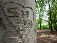 Heeeeeel veel bomen!