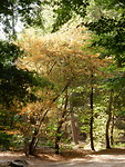 Zo droog in het bos!