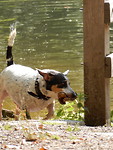 Leuk hondje!