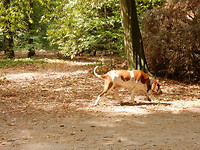 Hond in het bos!