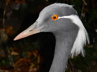 Kraanvogel!