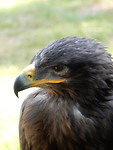Europese Buizerd!